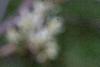 Amelanchier x grandiflora, flowers