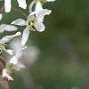 Amelanchier x grandiflora, flowers