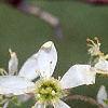 Amelanchier x grandiflora, flowers