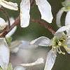 Amelanchier x grandiflora, flowers