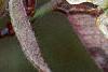 Amelanchier x grandiflora, flowers