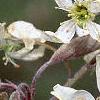 Amelanchier x grandiflora, flowers