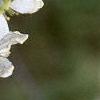 Amelanchier x grandiflora, flowers