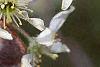 Amelanchier x grandiflora, flowers