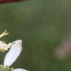 Amelanchier x grandiflora, flowers