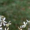 Amelanchier x grandiflora, flowers