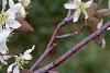 Amelanchier x grandiflora, flowers