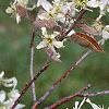 Amelanchier x grandiflora, flowers