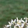 Amelanchier x grandiflora, flowers