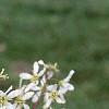Amelanchier x grandiflora, flowers