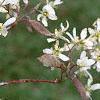 Amelanchier x grandiflora, flowers