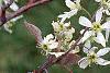 Amelanchier x grandiflora, flowers