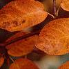 Amelanchier x grandiflora, fall color