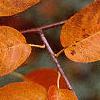 Amelanchier x grandiflora, fall color