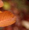 Amelanchier x grandiflora, fall color