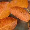 Amelanchier x grandiflora, fall color