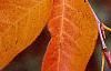 Amelanchier x grandiflora, fall color
