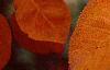 Amelanchier x grandiflora, fall color