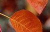 Amelanchier x grandiflora, fall color