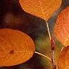 Amelanchier x grandiflora, fall color
