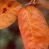 Amelanchier x grandiflora, fall color