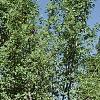 Amelanchier x grandiflora 'Princess Diana', habit