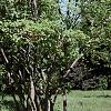 Amelanchier x grandiflora 'Princess Diana', habit