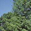 Amelanchier x grandiflora 'Princess Diana', habit