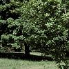 Amelanchier x grandiflora 'Princess Diana', habit