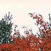 Amelanchier x grandiflora 'Princess Diana', habit