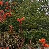 Amelanchier x grandiflora 'Princess Diana', habit