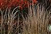 Amelanchier x grandiflora 'Princess Diana', habit