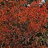 Amelanchier x grandiflora 'Princess Diana', habit
