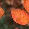 Amelanchier x grandiflora 'Princess Diana', fruit