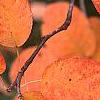 Amelanchier x grandiflora 'Princess Diana', fruit
