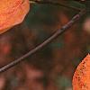 Amelanchier x grandiflora 'Princess Diana', fruit
