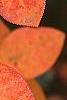 Amelanchier x grandiflora 'Princess Diana', fruit
