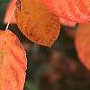 Amelanchier x grandiflora 'Princess Diana', fruit