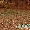 Amelanchier x grandiflora 'Robin Hill', fall color