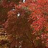 Amelanchier x grandiflora 'Robin Hill', fall color