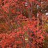 Amelanchier x grandiflora 'Robin Hill', fall color