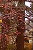 Amelanchier x grandiflora 'Robin Hill', fall color