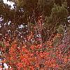 Amelanchier x grandiflora 'Robin Hill', fall color