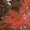 Amelanchier x grandiflora 'Robin Hill', fall color
