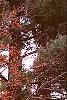 Amelanchier x grandiflora 'Robin Hill', fall color