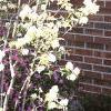Amelanchier laevis, habit