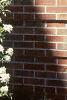 Amelanchier laevis, habit