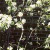 Amelanchier laevis, habit