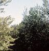 Amelanchier laevis, habit