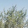 Amelanchier laevis, habit